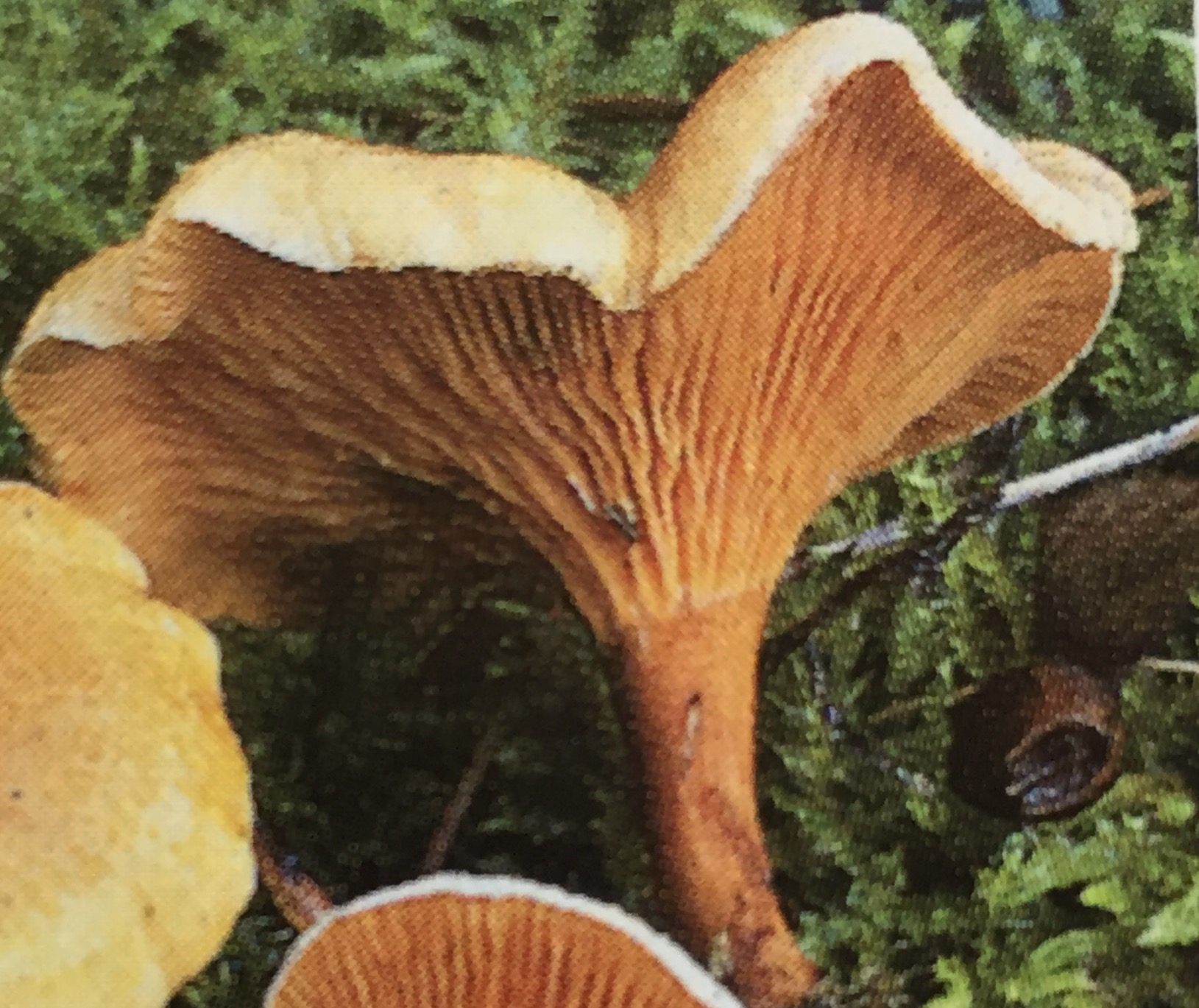 Fausse girolle